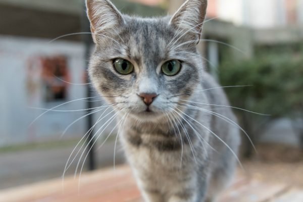 el-gato-necesita-tener-acceso-al-exterior