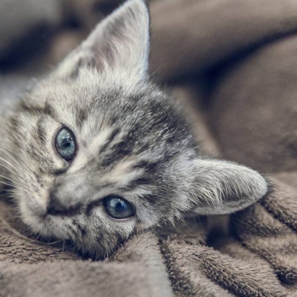 gato-manta-3t-t