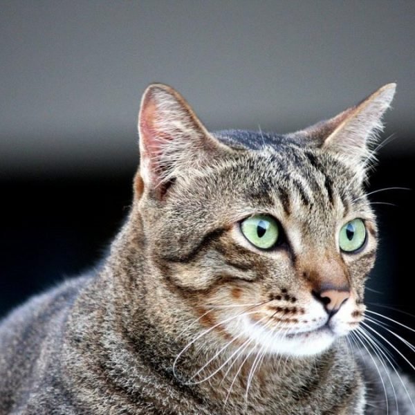 gato