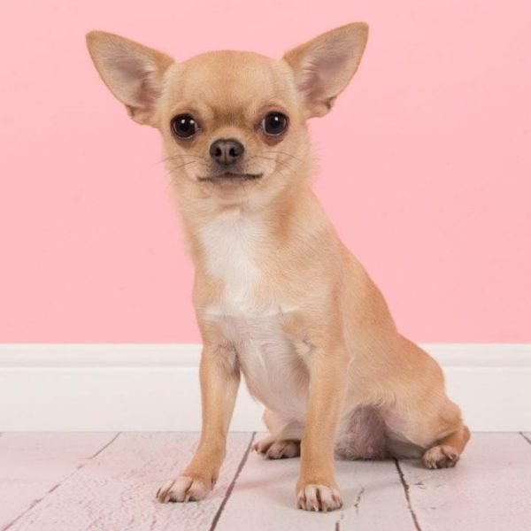 perro-chihuahua_crop1620328014098.jpeg_554688468